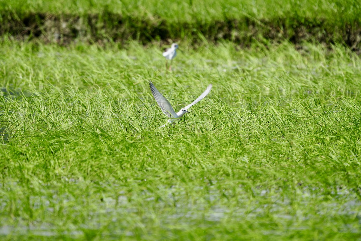 Белощёкая крачка - ML644237515