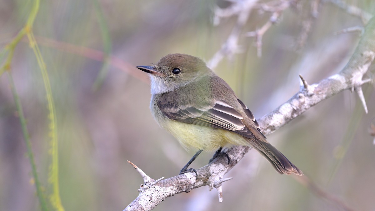 Galapagos Flycatcher - ML644237516