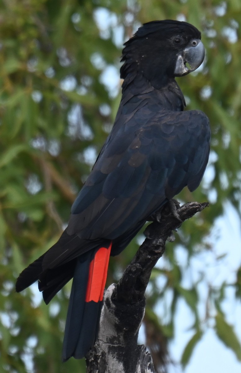 Red-tailed Black-Cockatoo - ML644237556