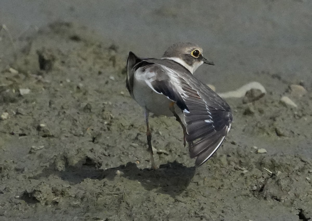 Малый зуёк - ML644237566