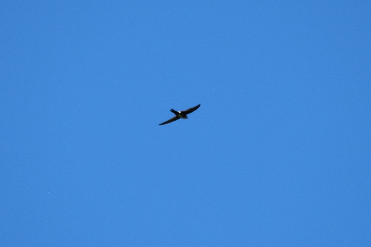 Antillean Palm Swift - ML644237568