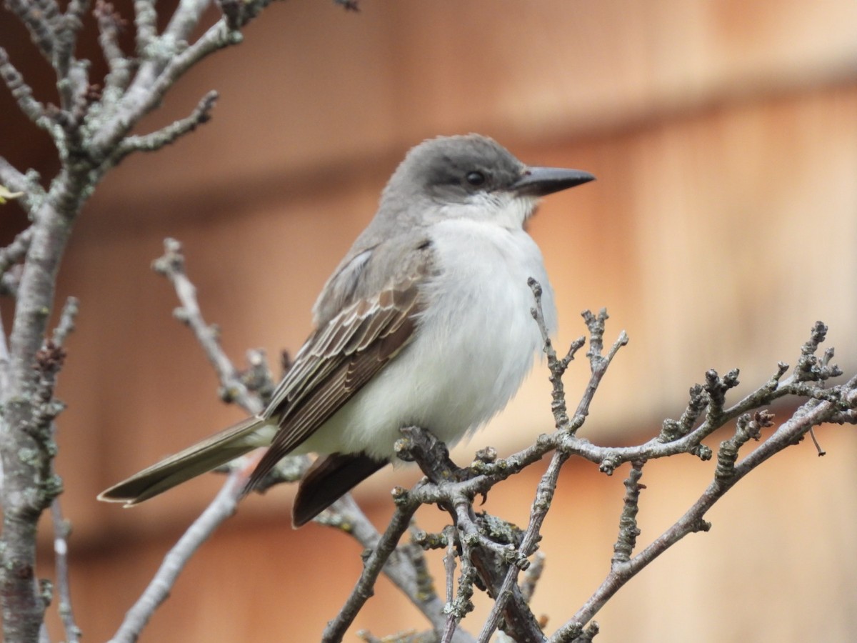 Gray Kingbird - ML644237570