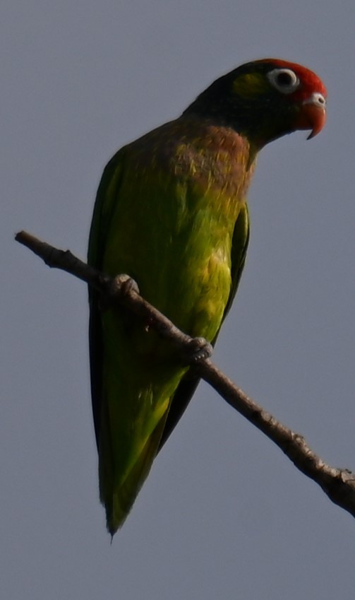 Varied Lorikeet - ML644237571