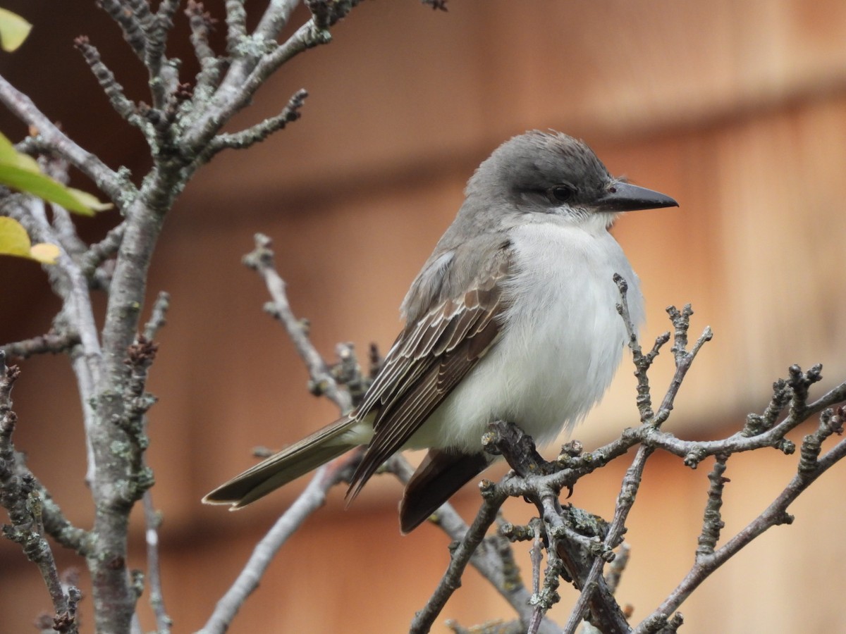 Gray Kingbird - ML644237573