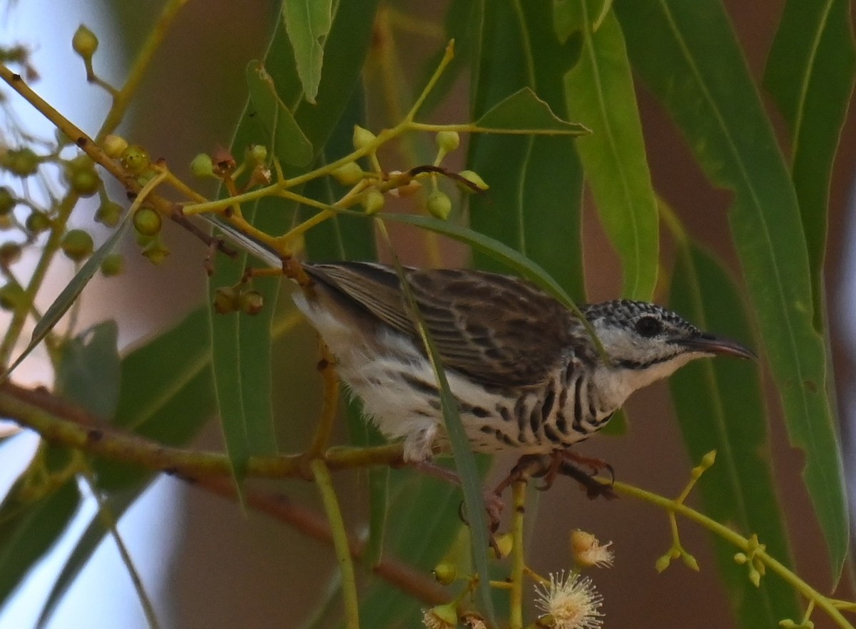 Bar-breasted Honeyeater - ML644237580