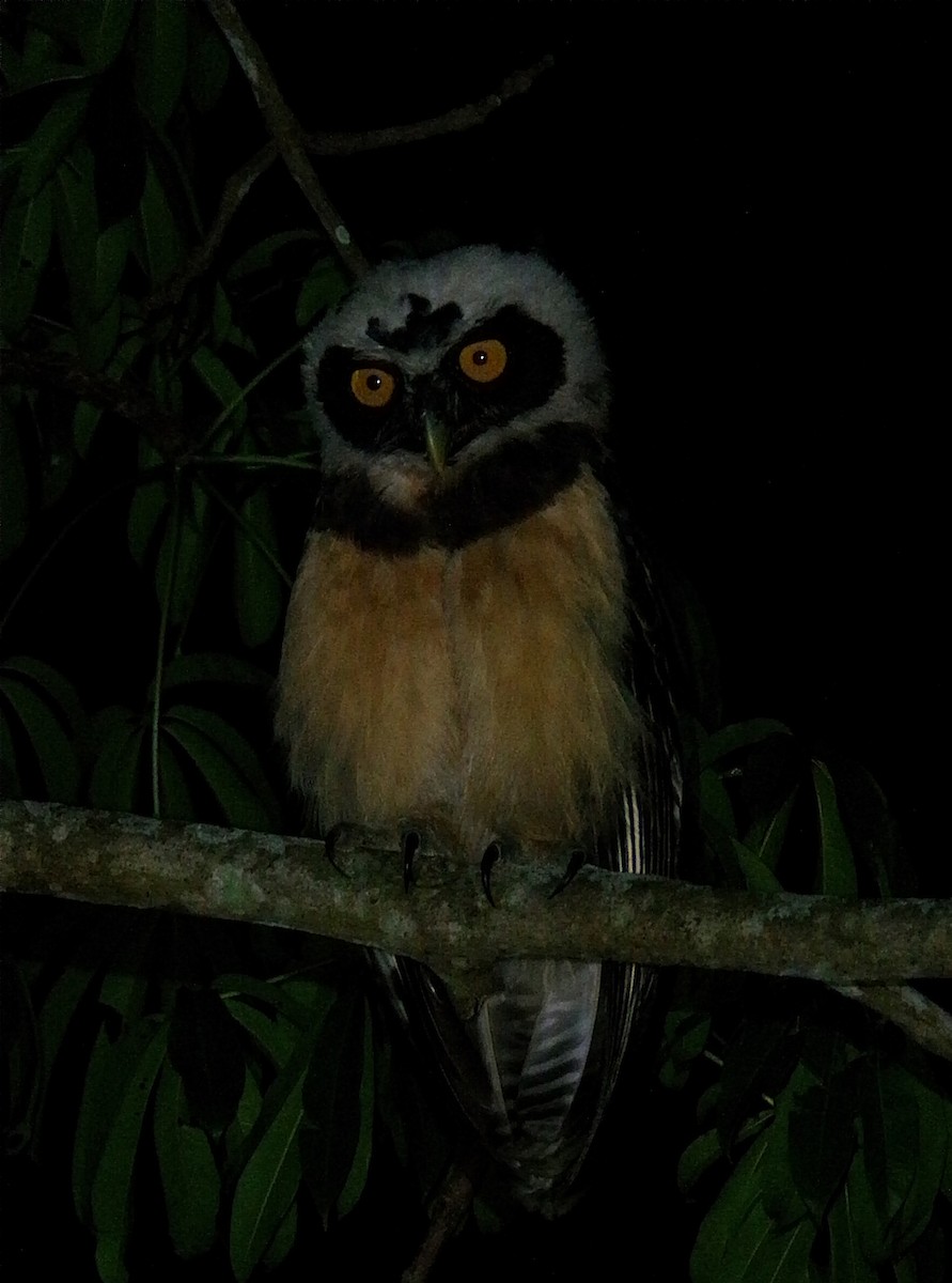 Spectacled Owl - ML644237594
