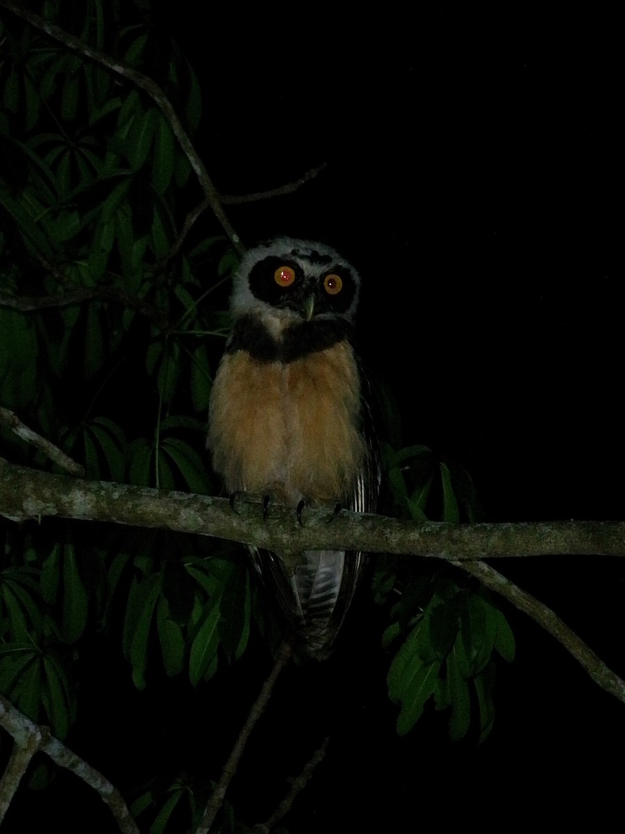 Spectacled Owl - ML644237595
