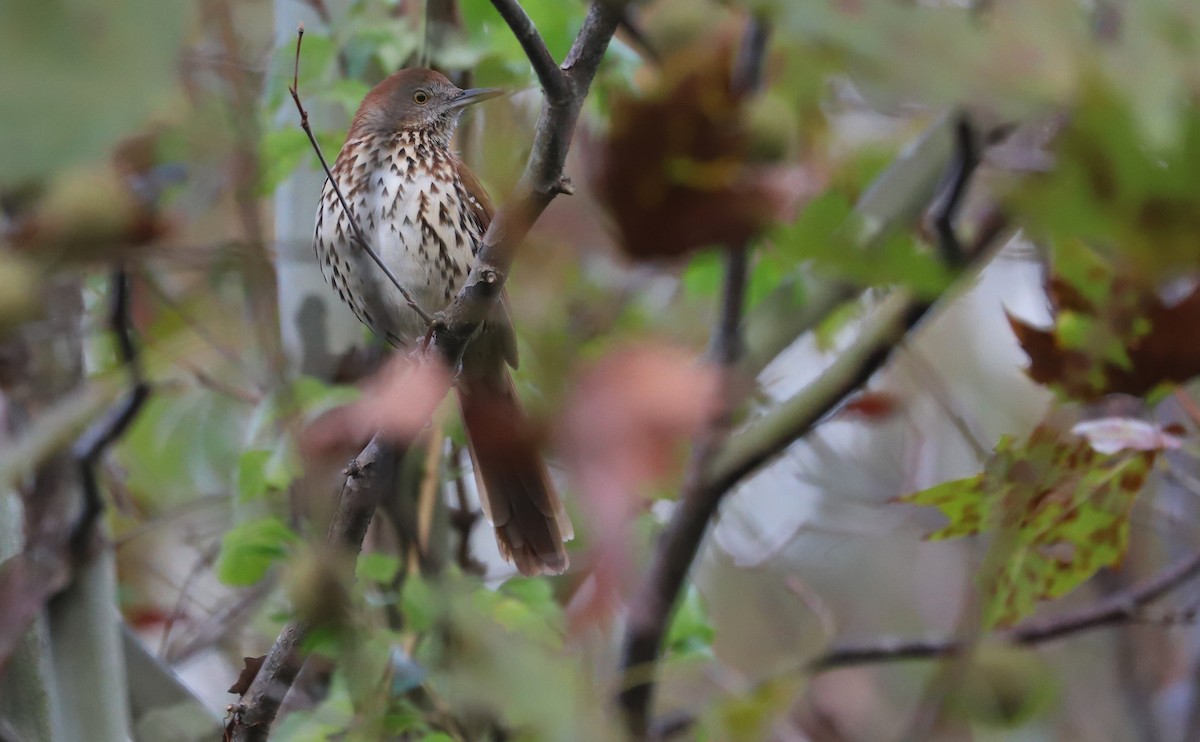 Cuitlacoche Rojizo - ML644237647