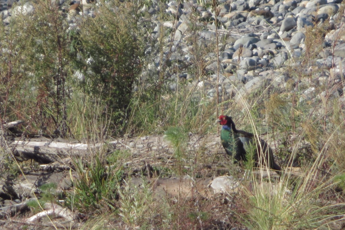 Buntfasan - ML644237649