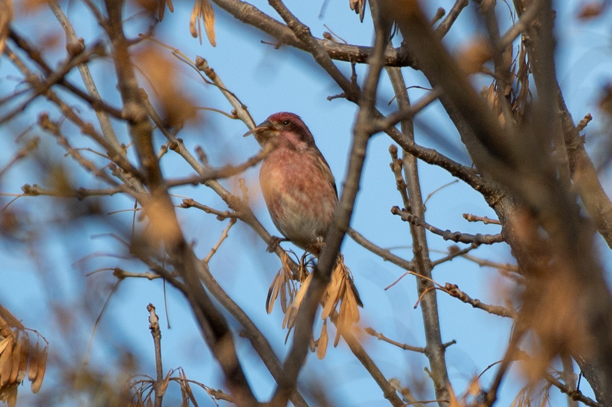 Purple Finch (Eastern) - ML644237654