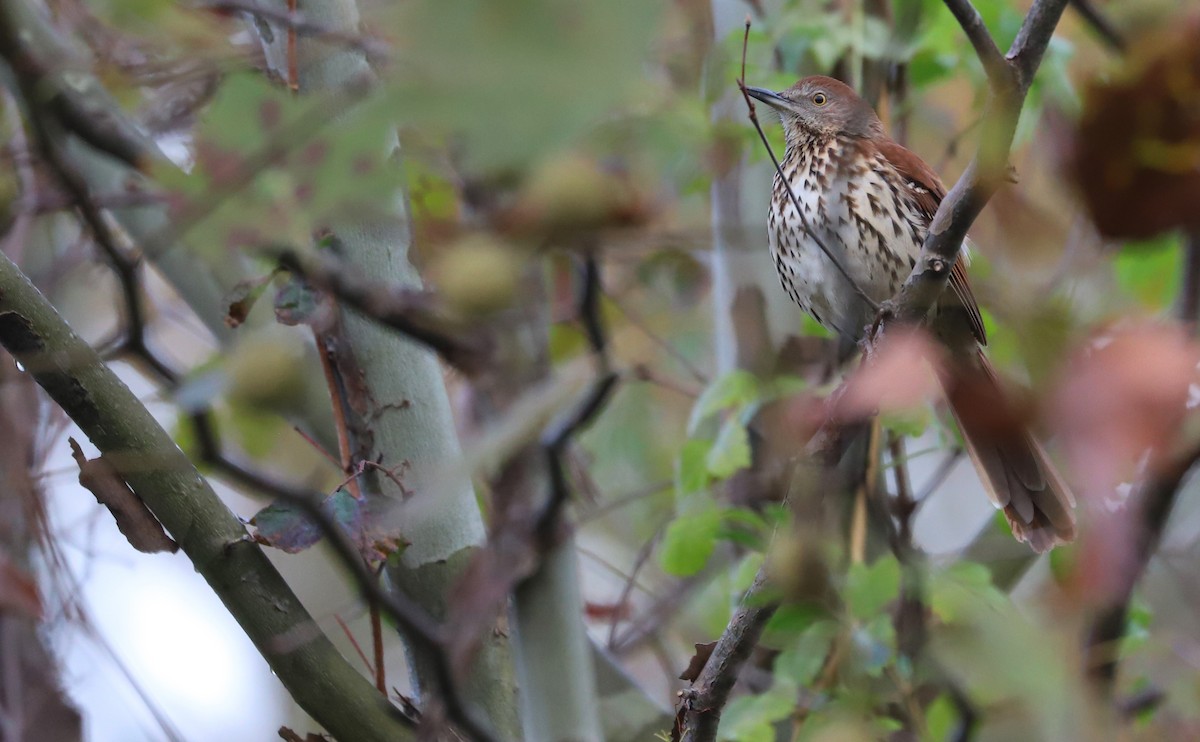 Cuitlacoche Rojizo - ML644237662