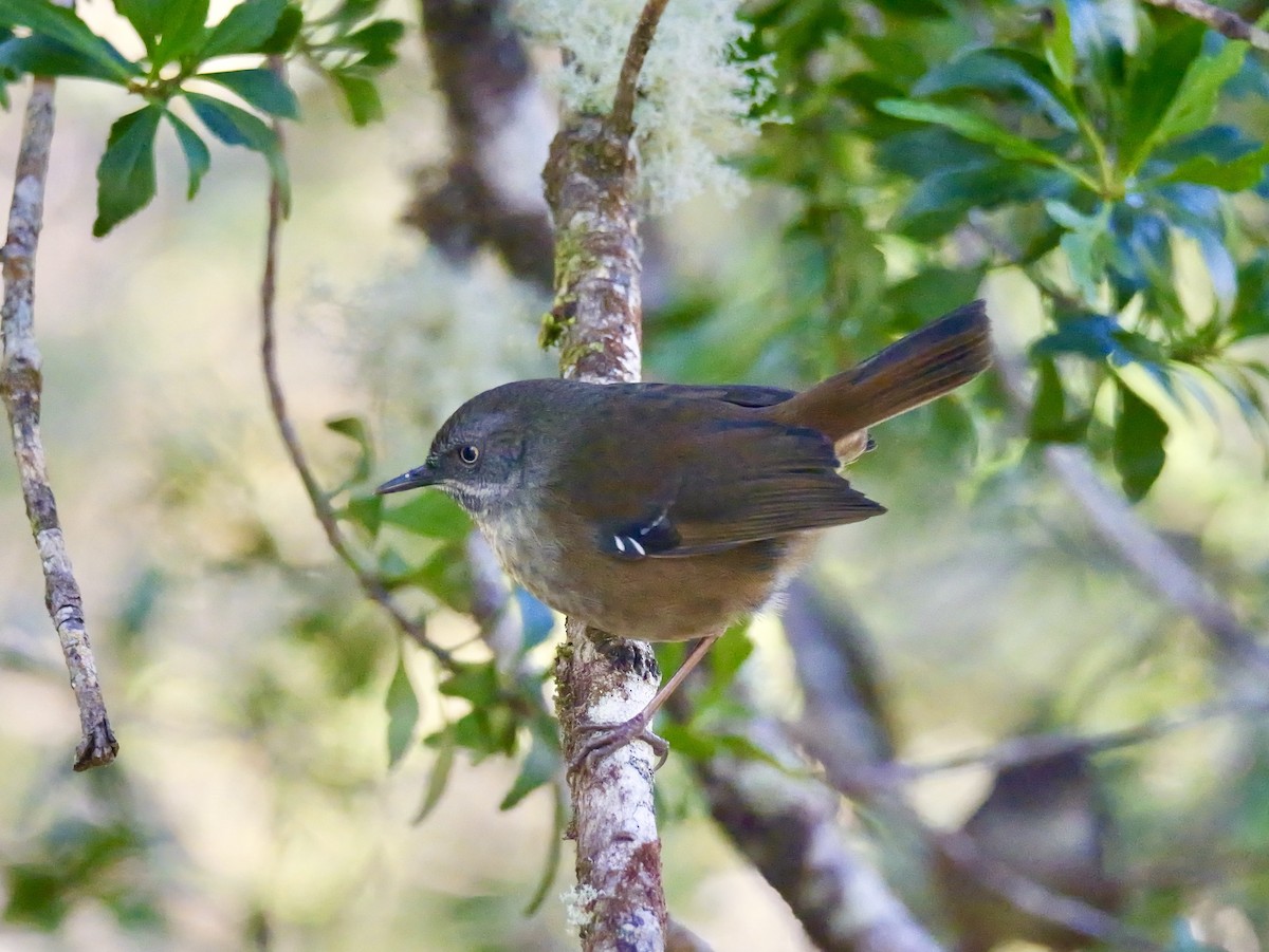 Tasmanian Scrubwren - ML644237663