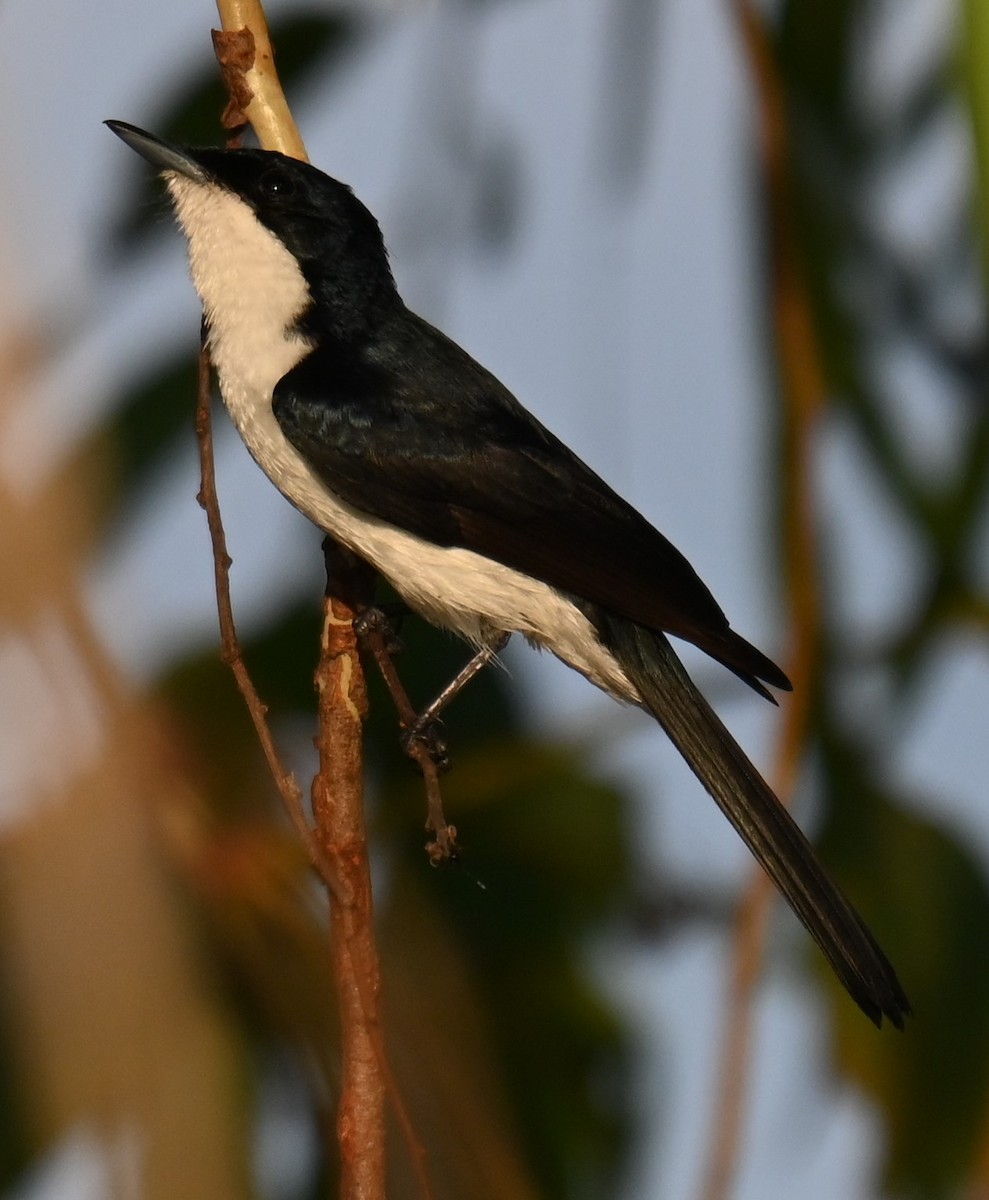 Paperbark Flycatcher - ML644237685
