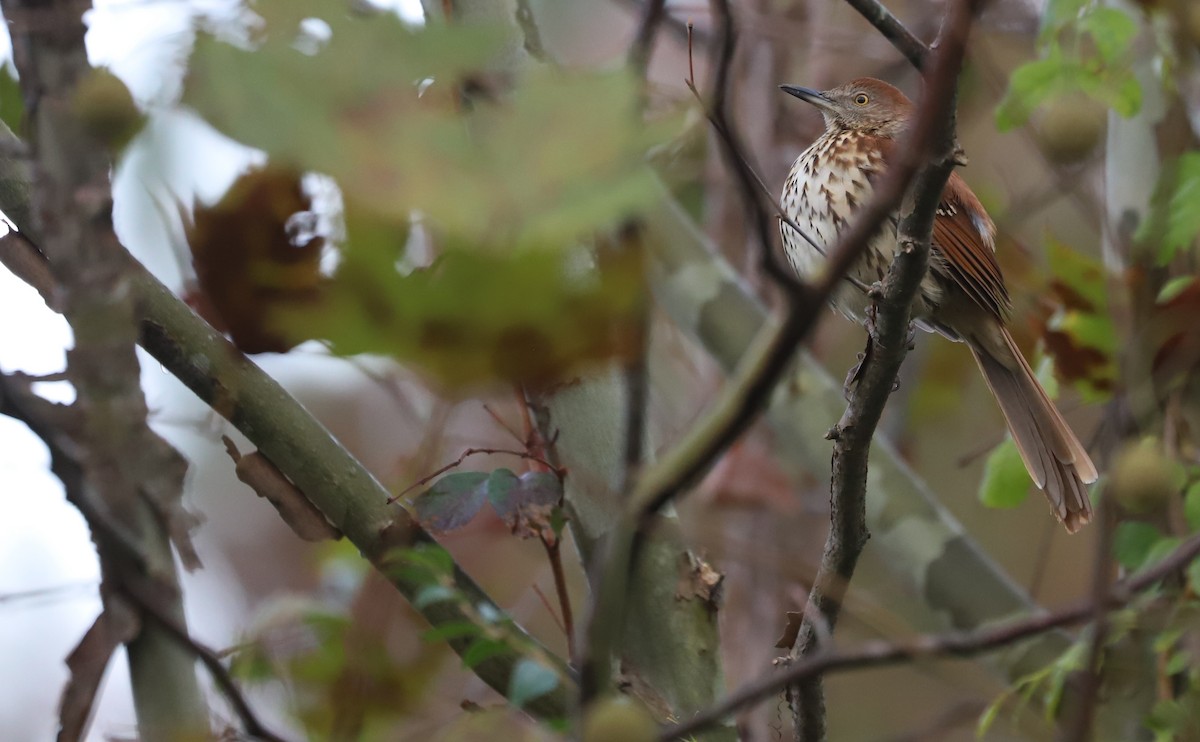 Cuitlacoche Rojizo - ML644237691