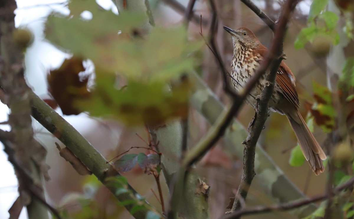 Cuitlacoche Rojizo - ML644237695