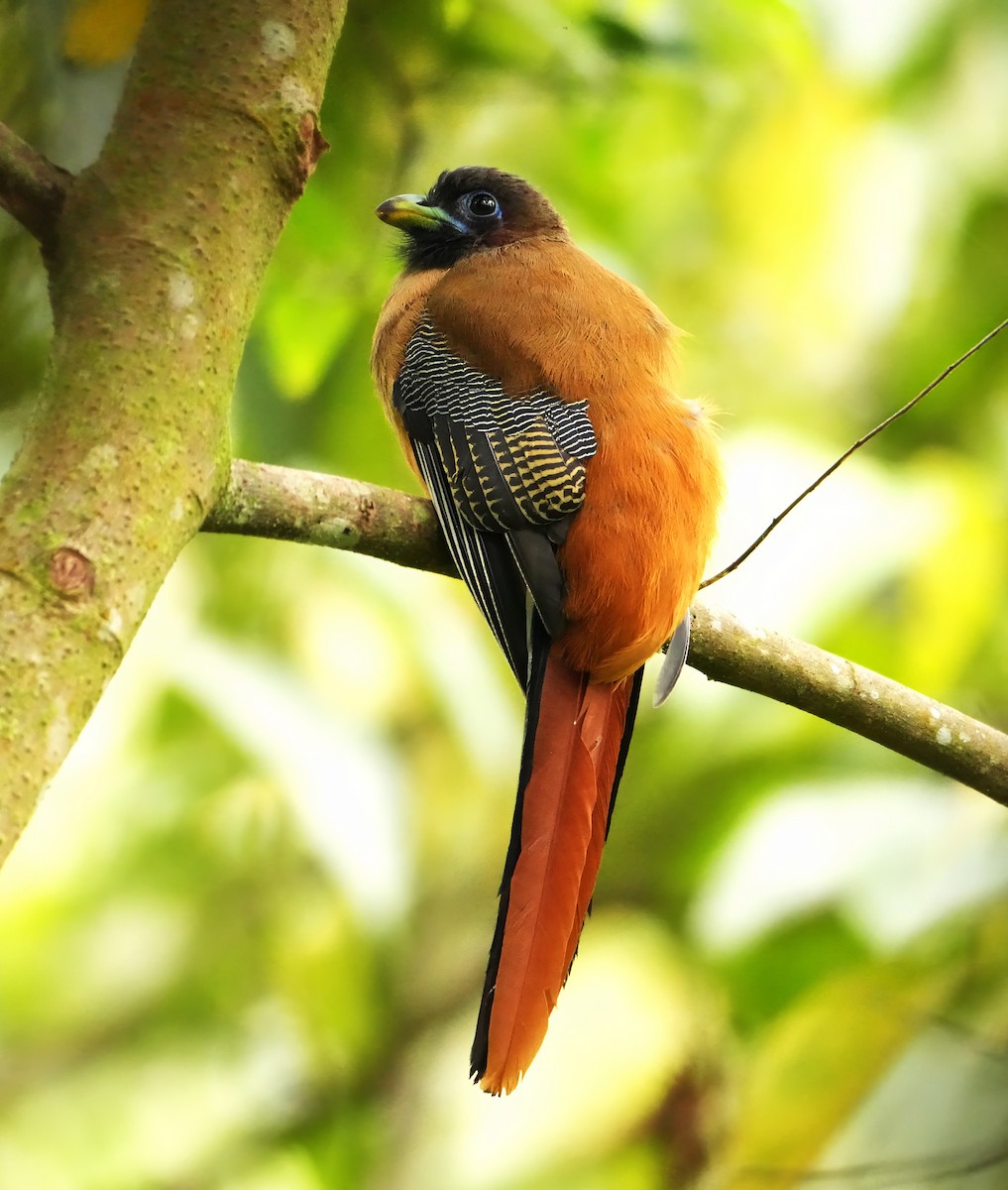 Trogón Filipino - ML644237697