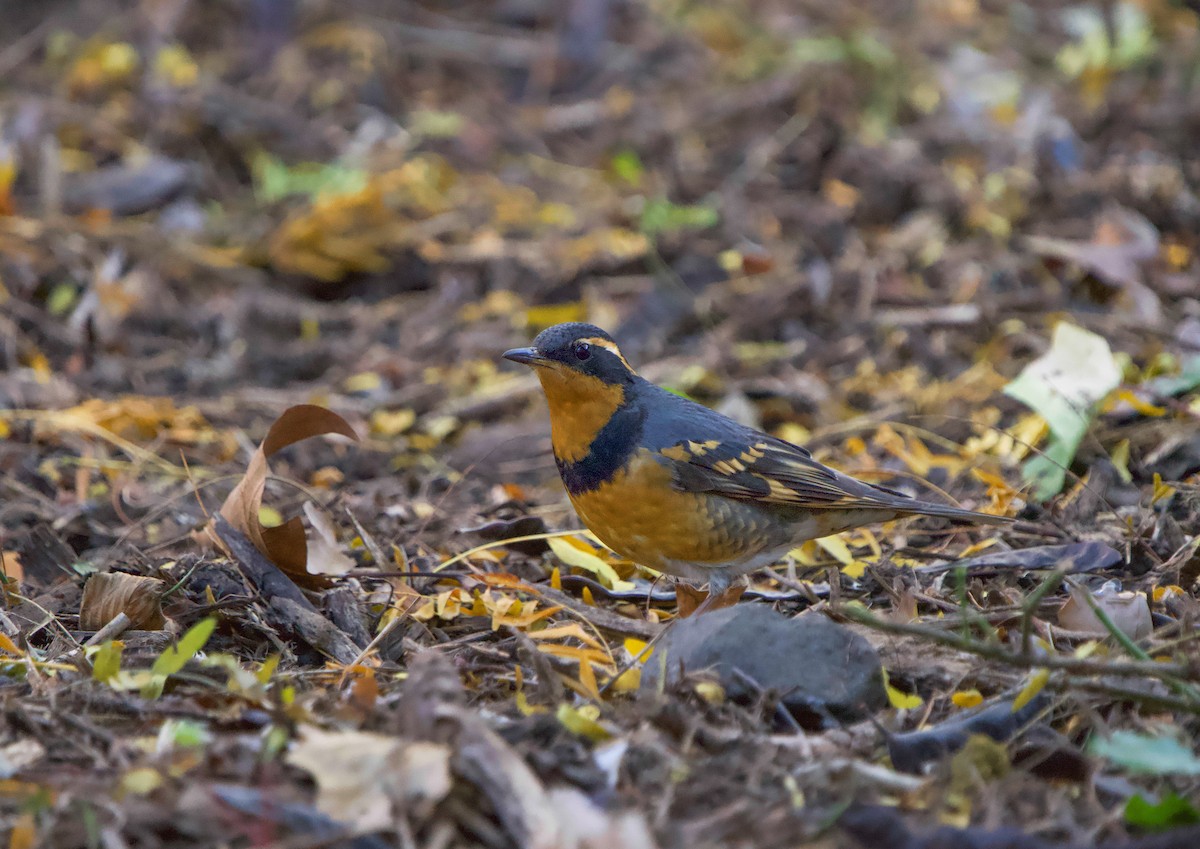 Varied Thrush - ML644237698