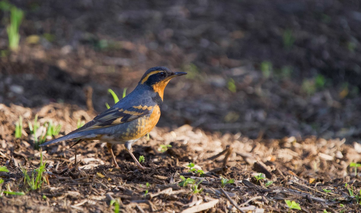 Varied Thrush - ML644237699