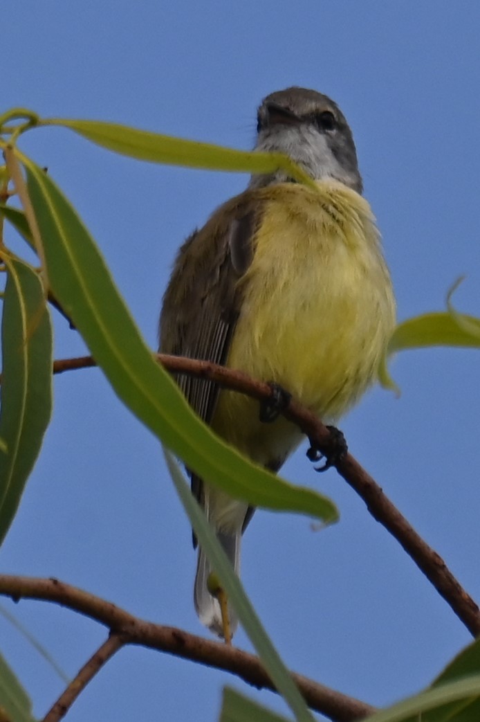 Limon Karınlı Sinekbülbülü - ML644237700
