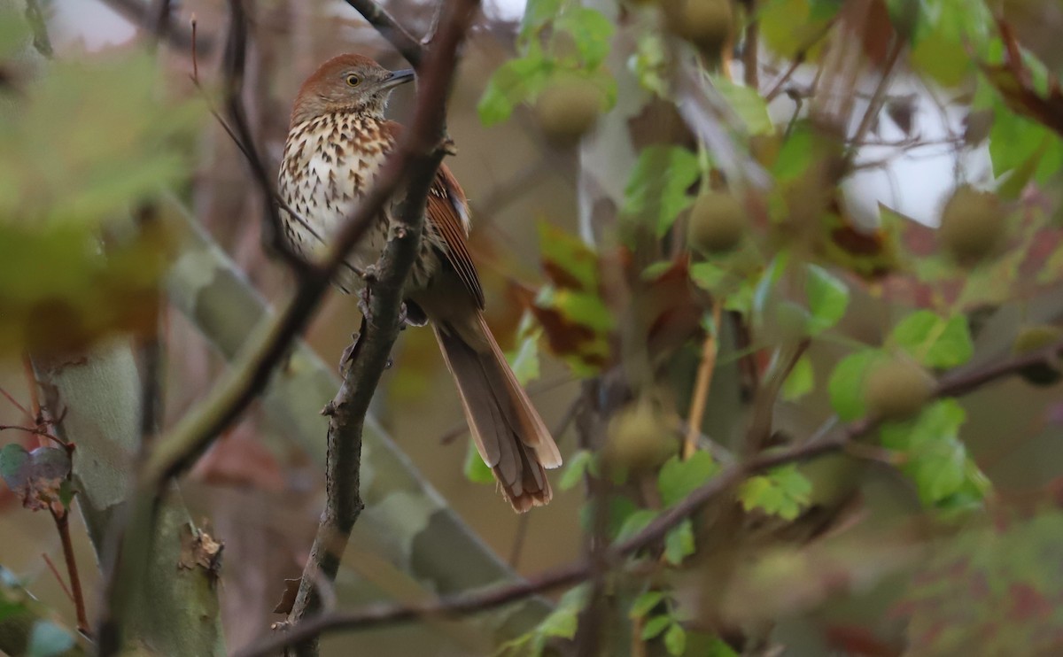 Cuitlacoche Rojizo - ML644237701