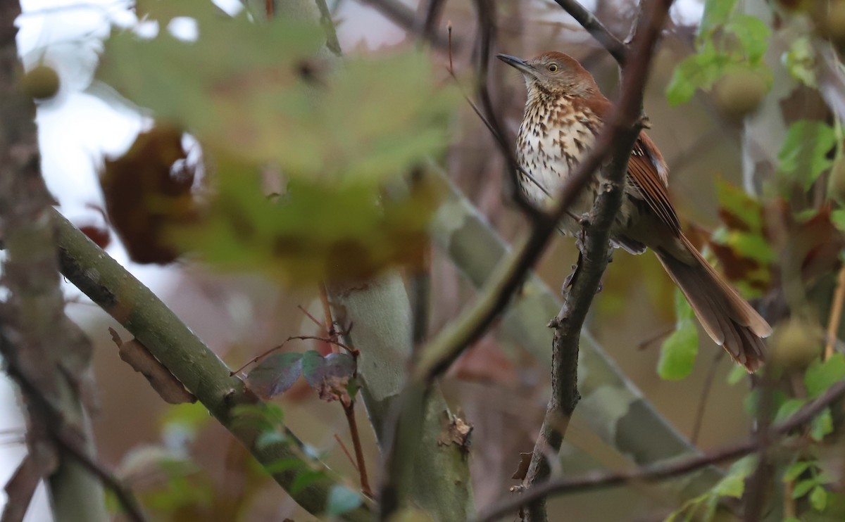 Cuitlacoche Rojizo - ML644237709