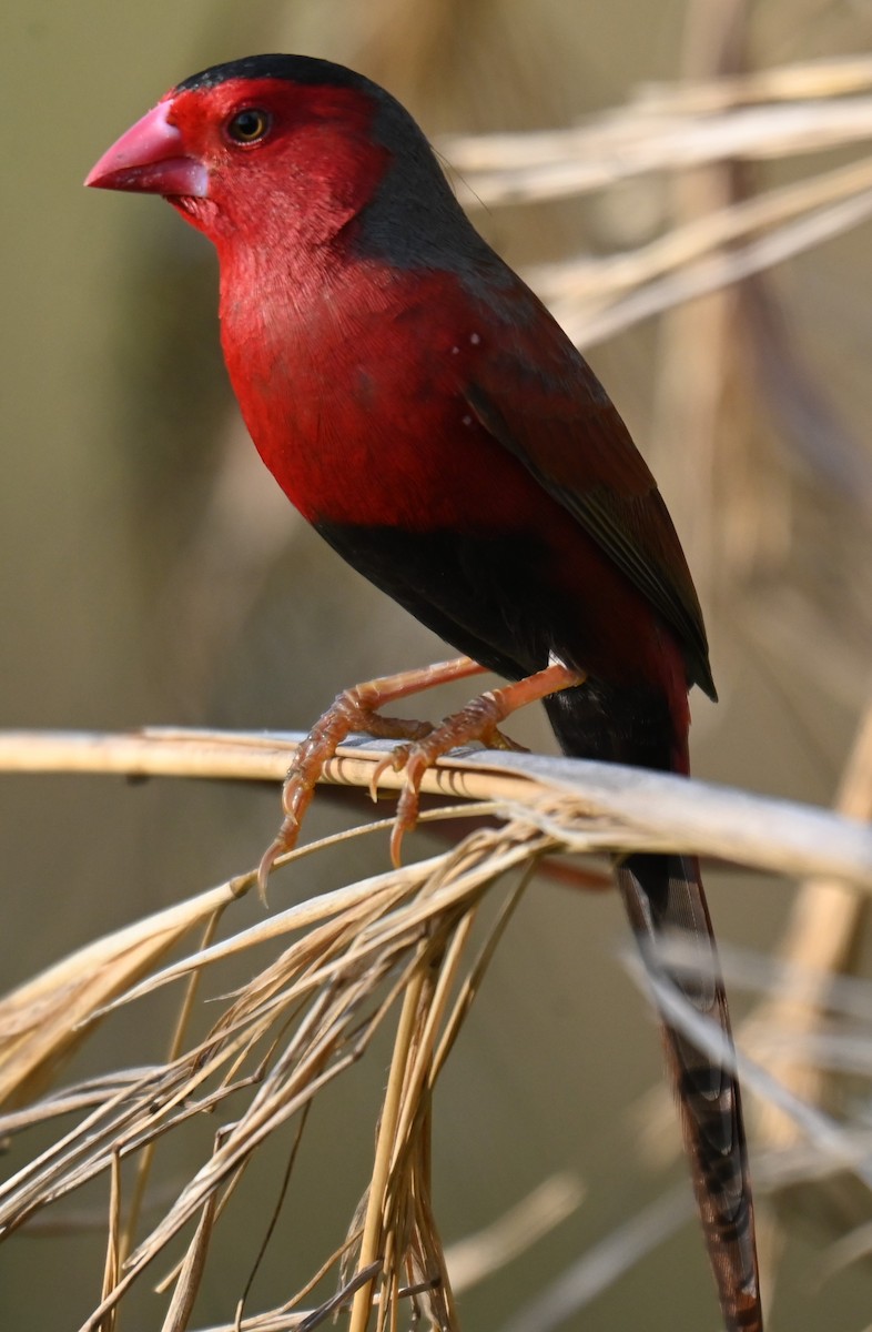 Crimson Finch - ML644237710
