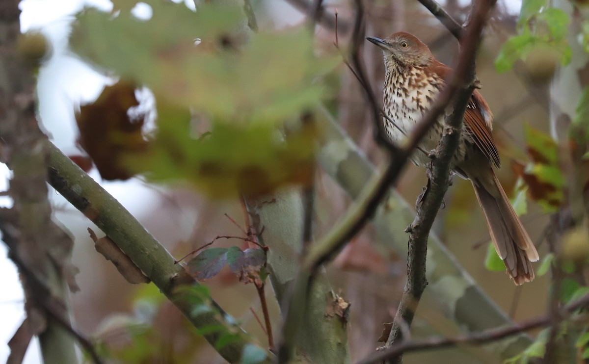 Cuitlacoche Rojizo - ML644237713