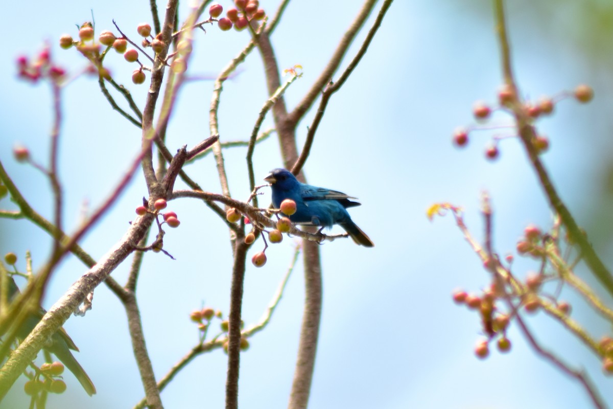 Indigo Bunting - ML644237716