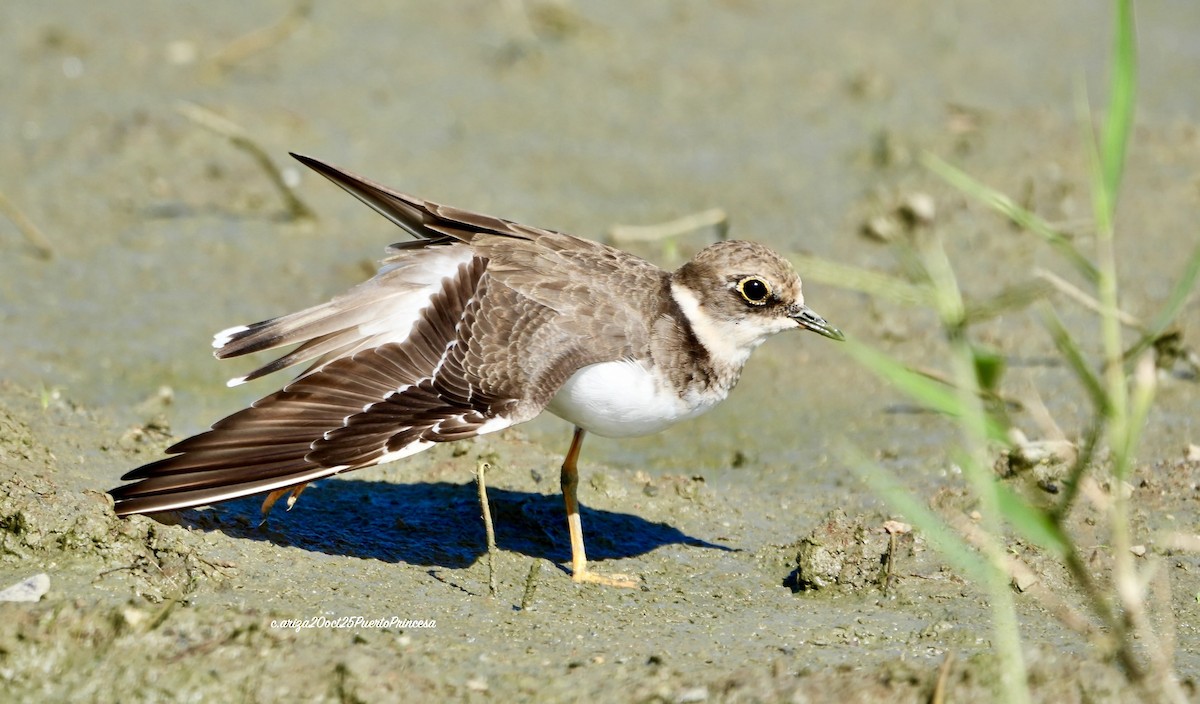 Малый зуёк - ML644237719