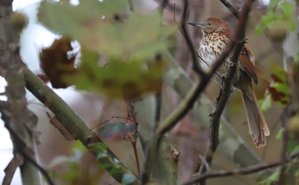 Cuitlacoche Rojizo - ML644237724