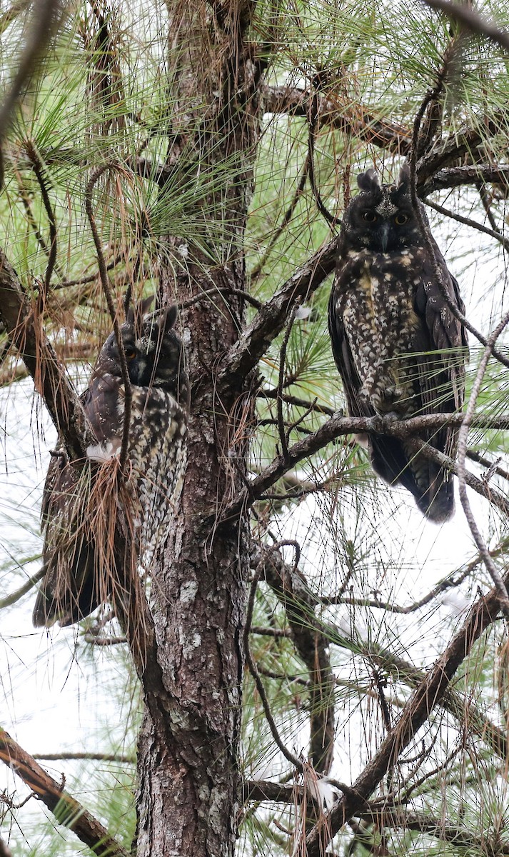 Stygian Owl - ML644237726