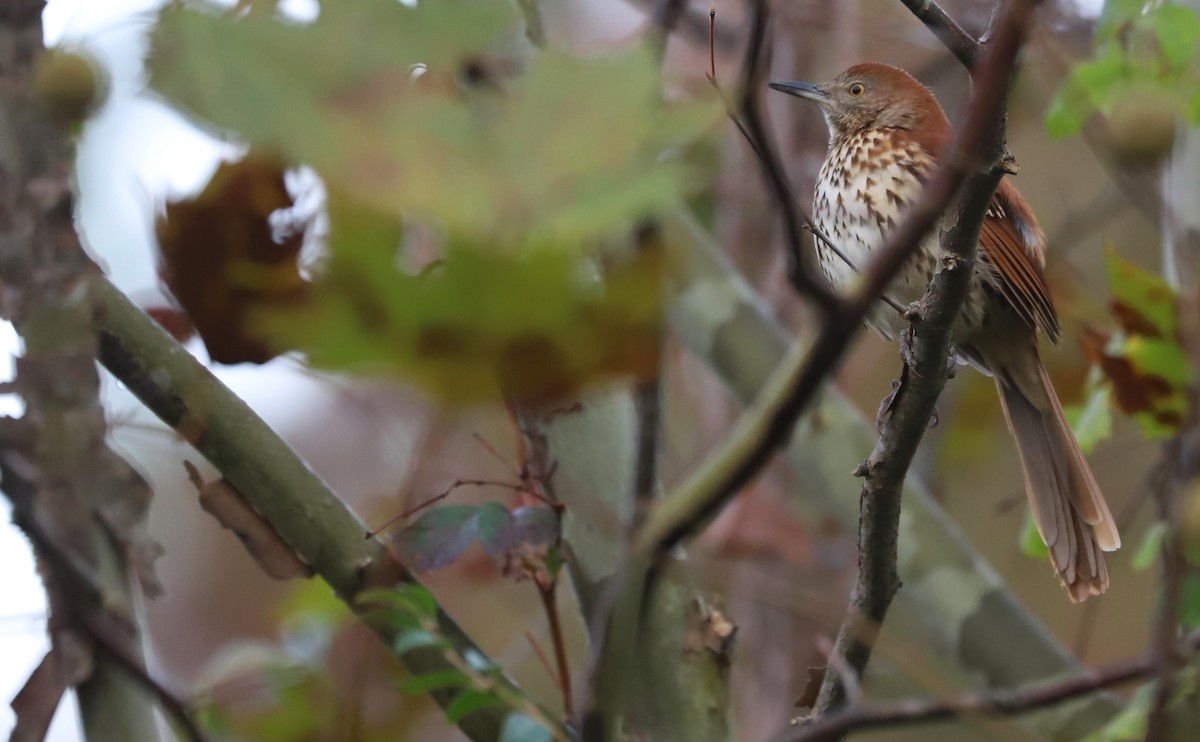 Cuitlacoche Rojizo - ML644237727