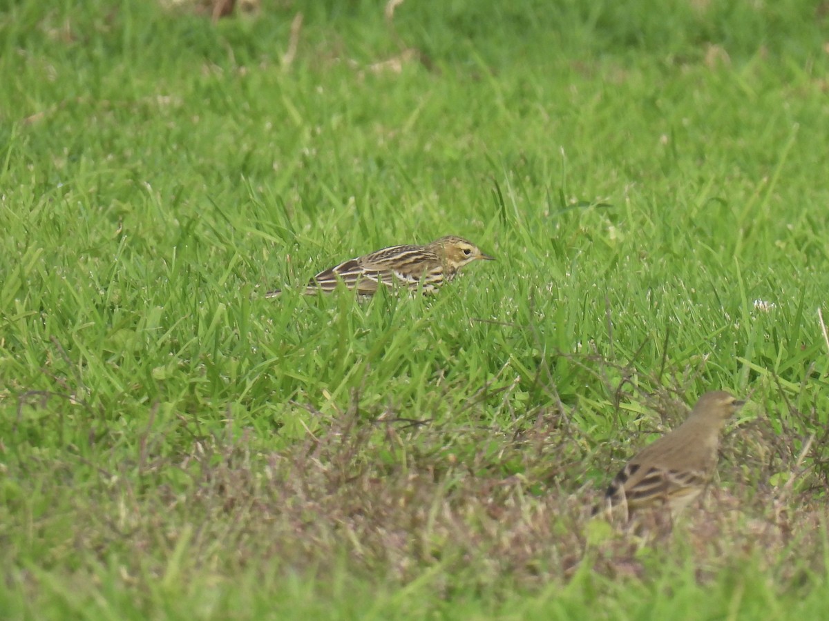 Red-throated Pipit - ML644237737