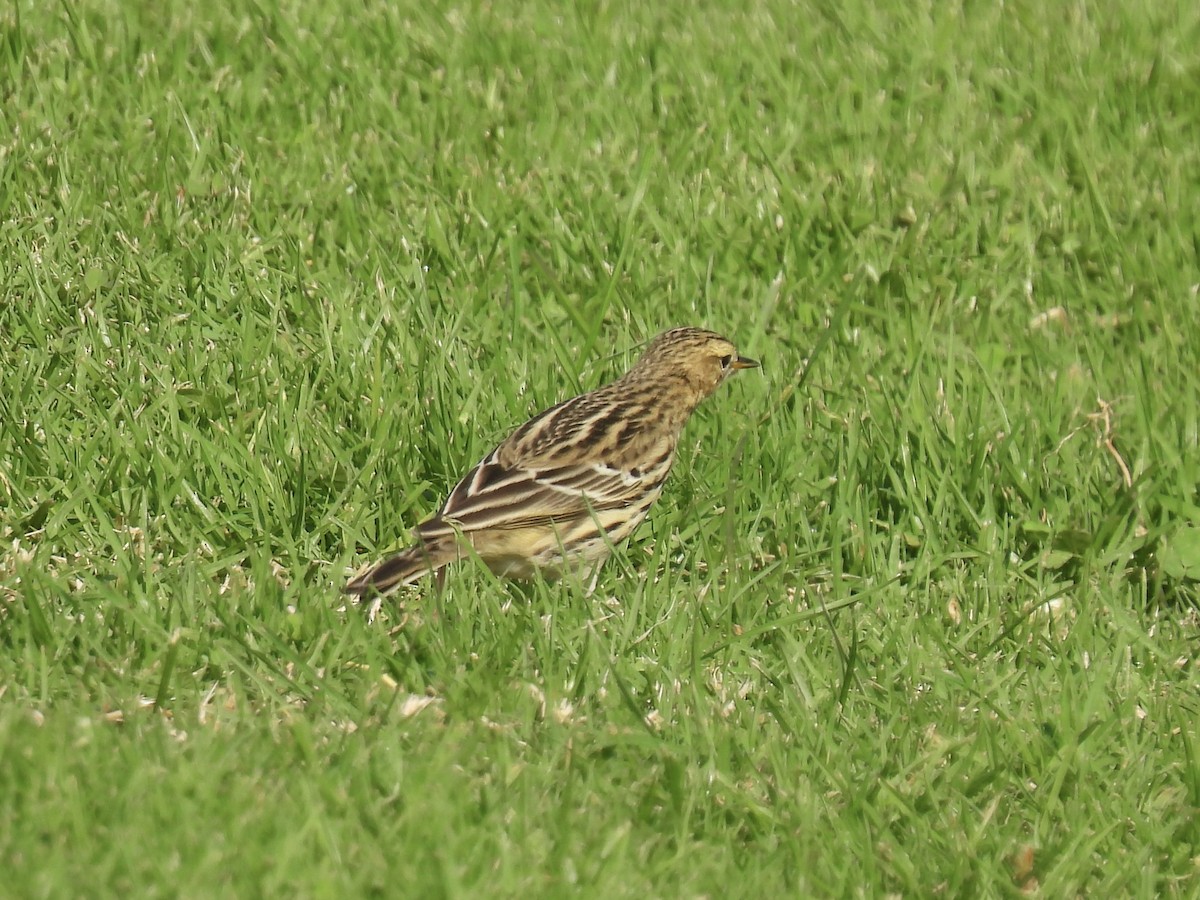 Red-throated Pipit - ML644237738
