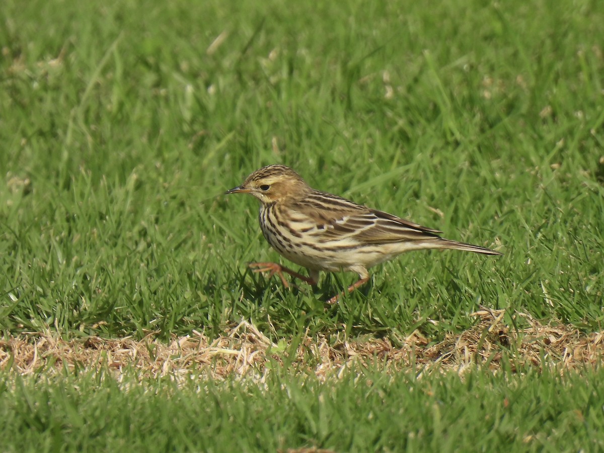 Red-throated Pipit - ML644237739