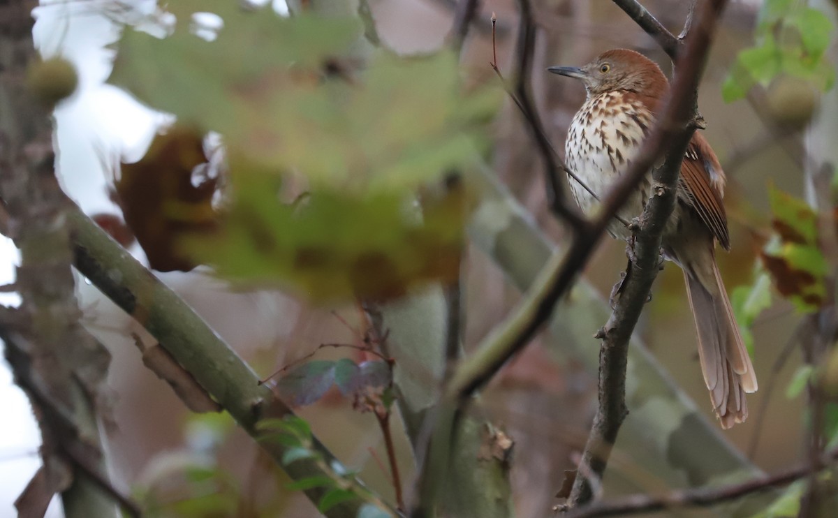 Cuitlacoche Rojizo - ML644237744