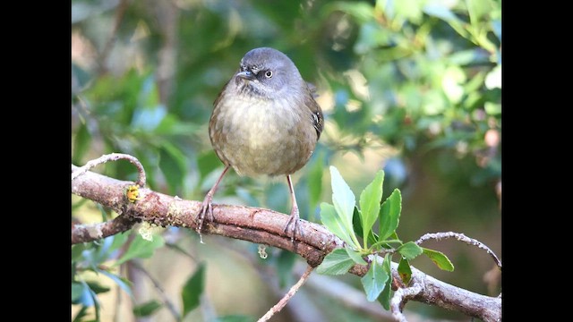 Tasmanian Scrubwren - ML644237749