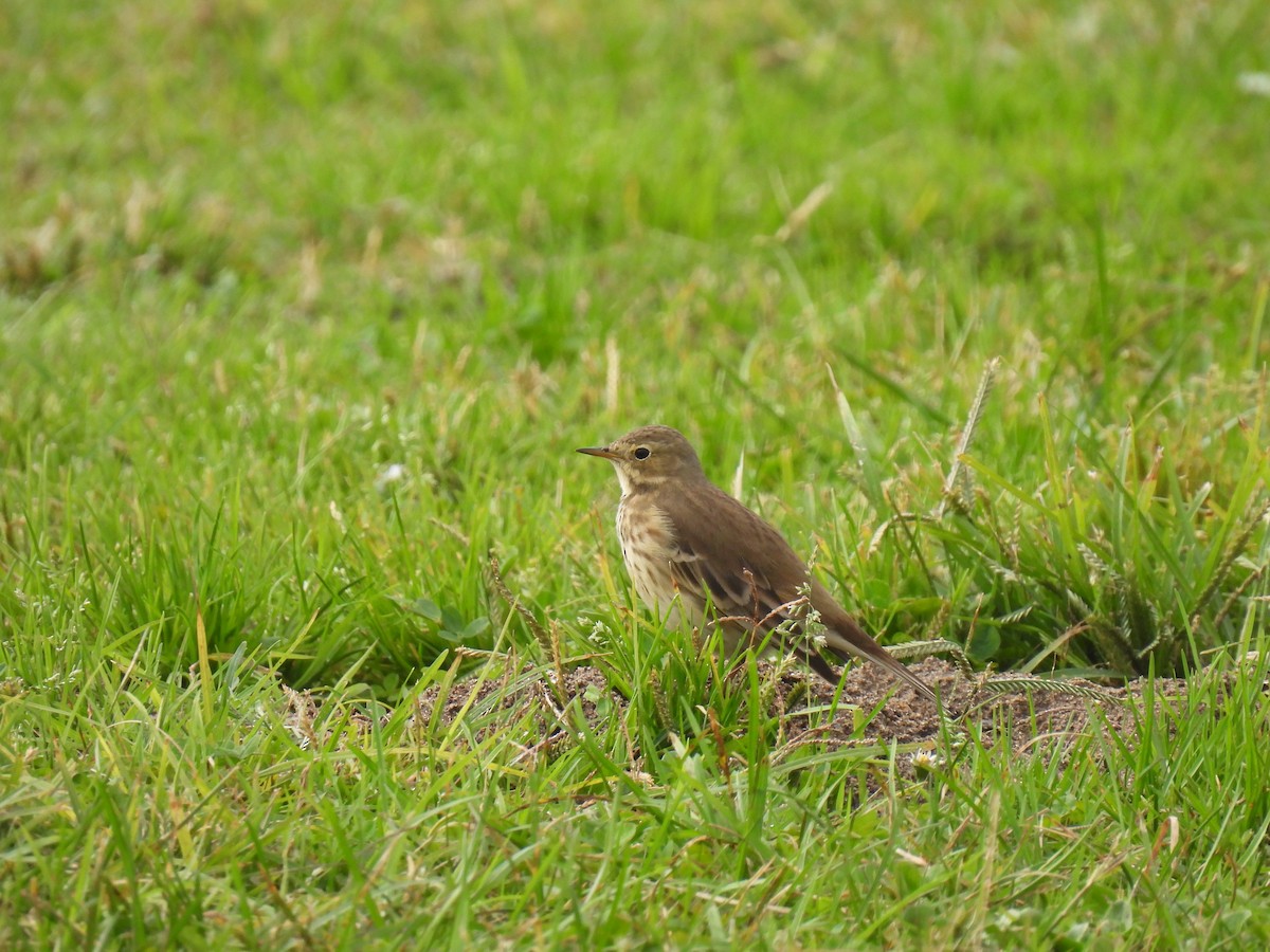 American Pipit - ML644237751