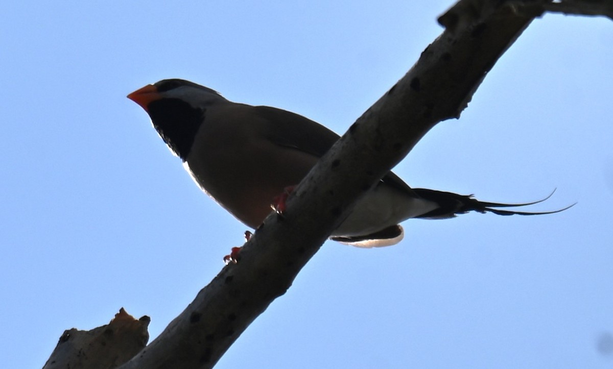 Long-tailed Finch - ML644237753