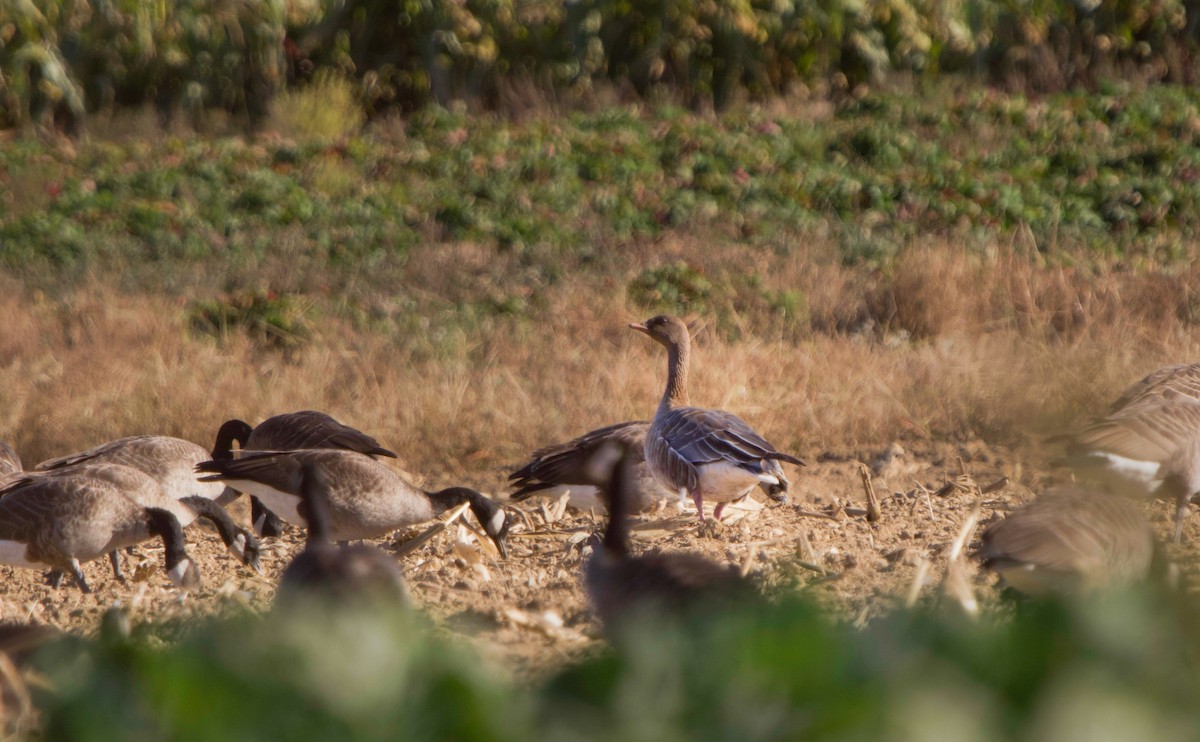 Pink-footed Goose - ML644237758