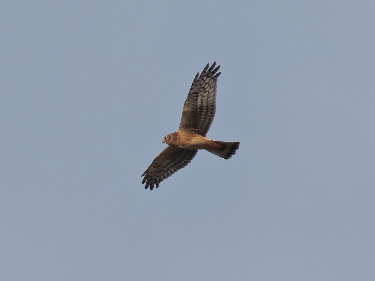 moták severoamerický - ML644237763