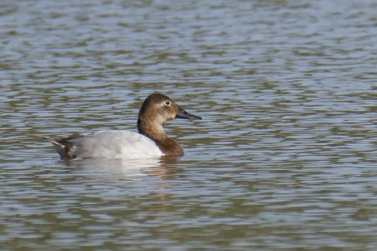 kanvasand - ML644237774