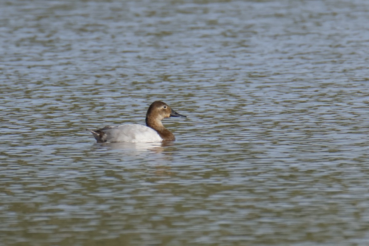 kanvasand - ML644237775