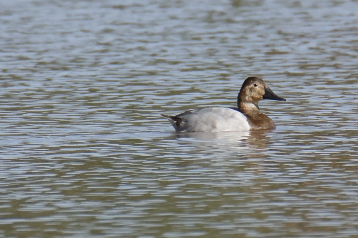 kanvasand - ML644237776