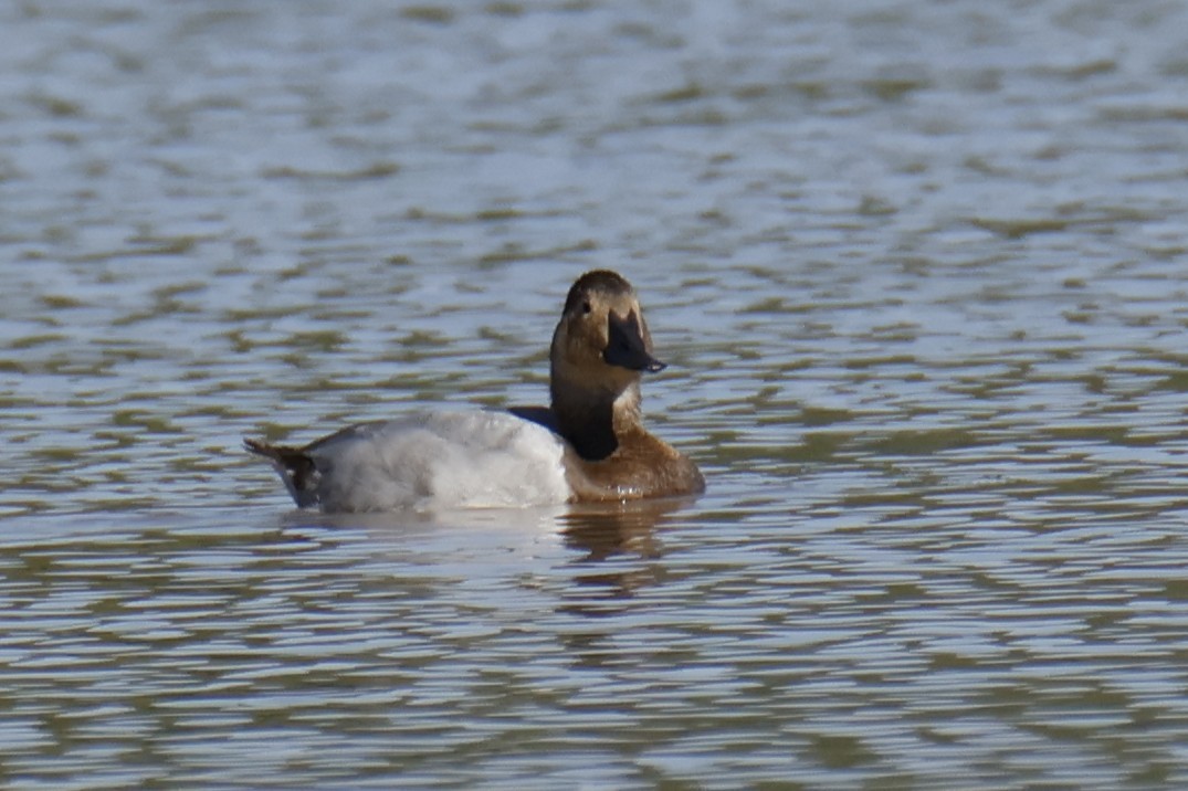 kanvasand - ML644237777