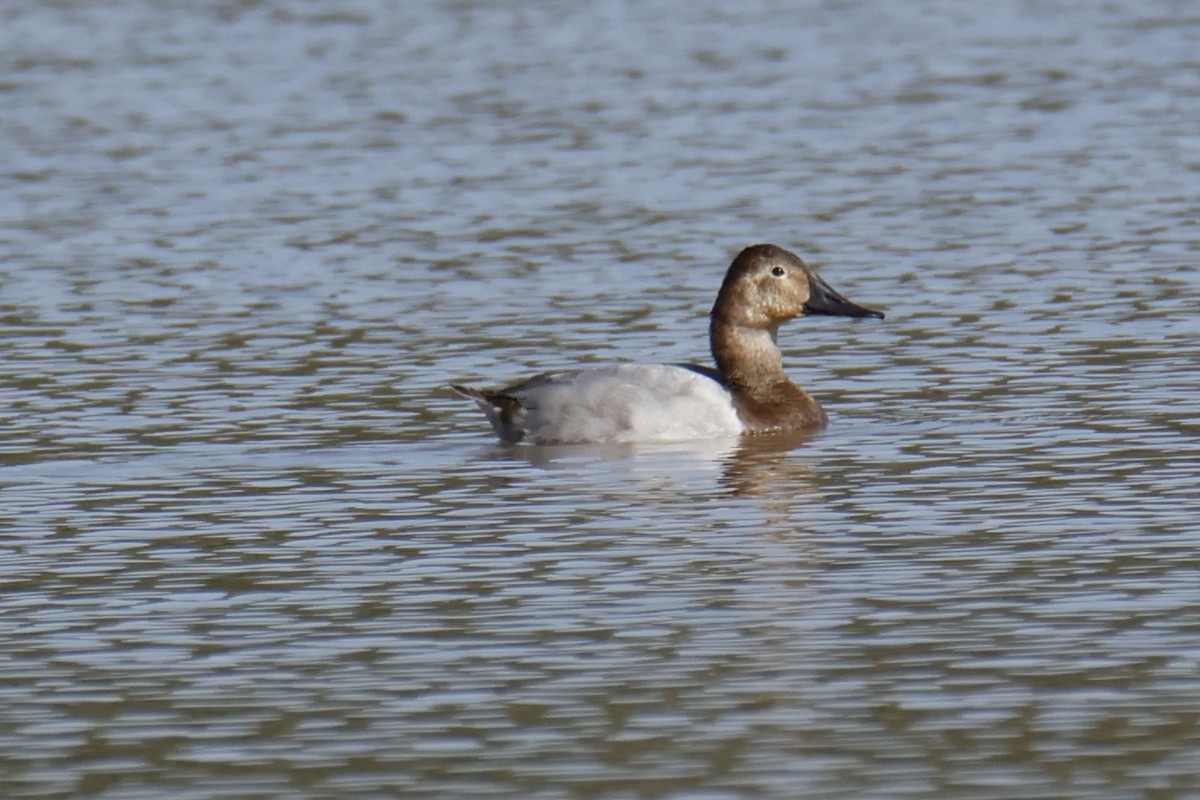 kanvasand - ML644237778