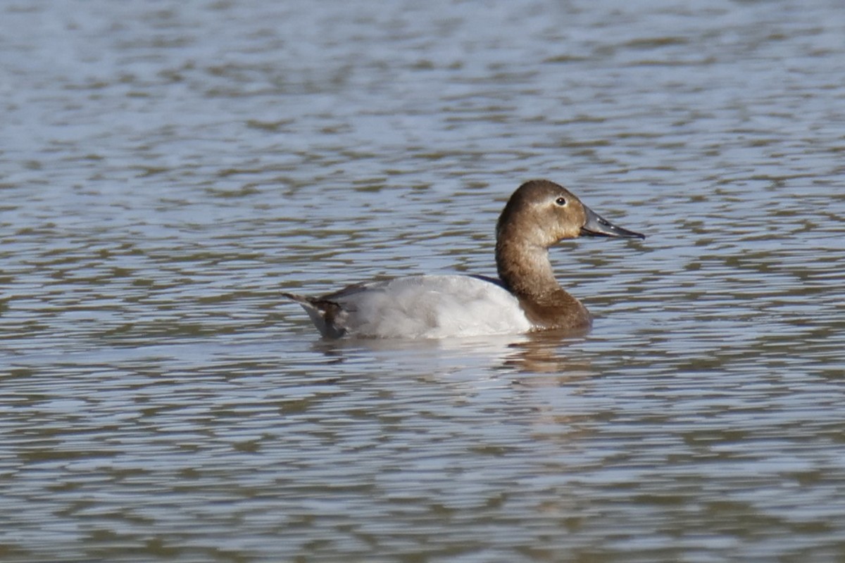 kanvasand - ML644237779