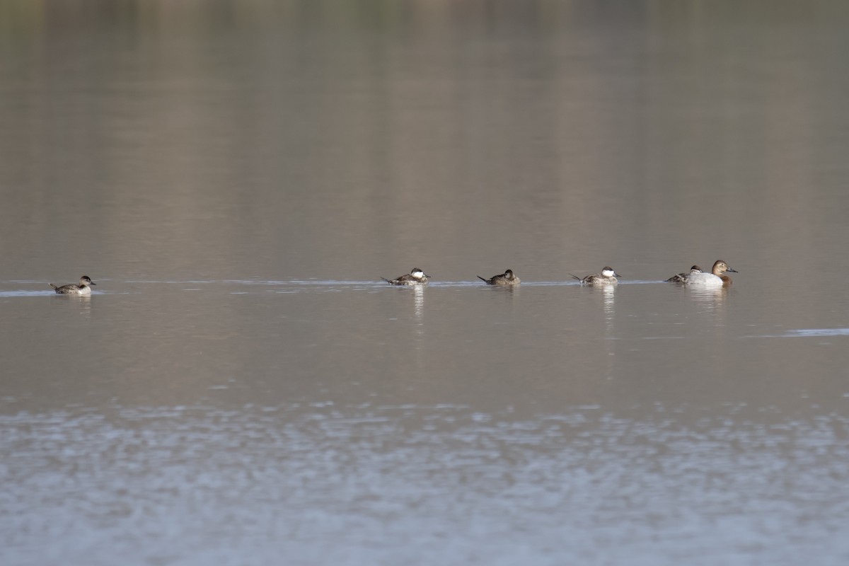 kanvasand - ML644237780