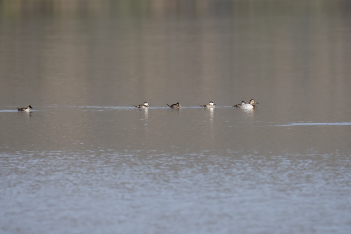 kanvasand - ML644237781