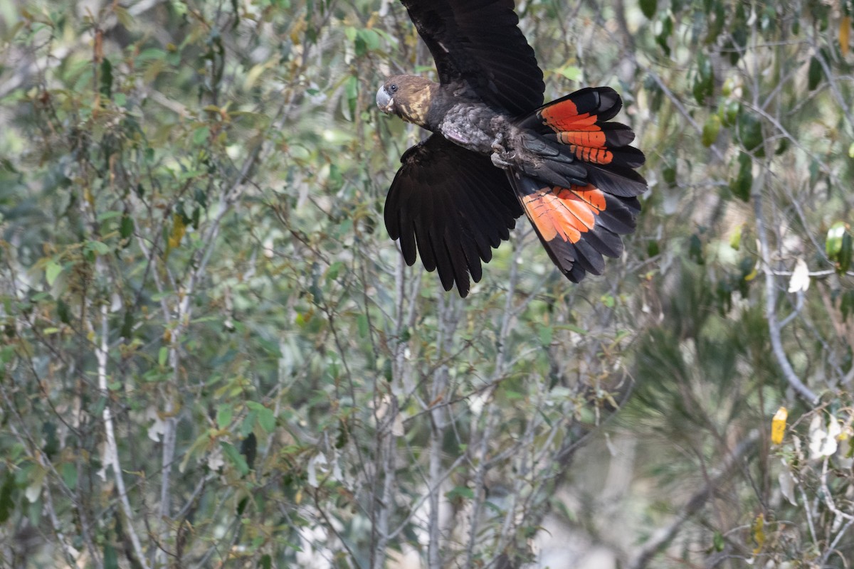 Parlak Siyah Kakadu - ML644237800